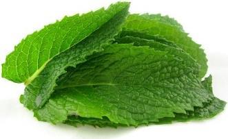 Produktbild Samen Mauser Mojito- und Hugo-Minze (Kräutersamen)