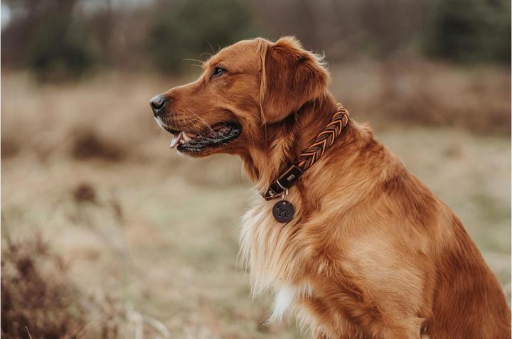 Produktbild Hunter Dogcollar Solid Education Cord M-L (60), dark brown/orange - (69319) (M, L, Hund, Allgemein)