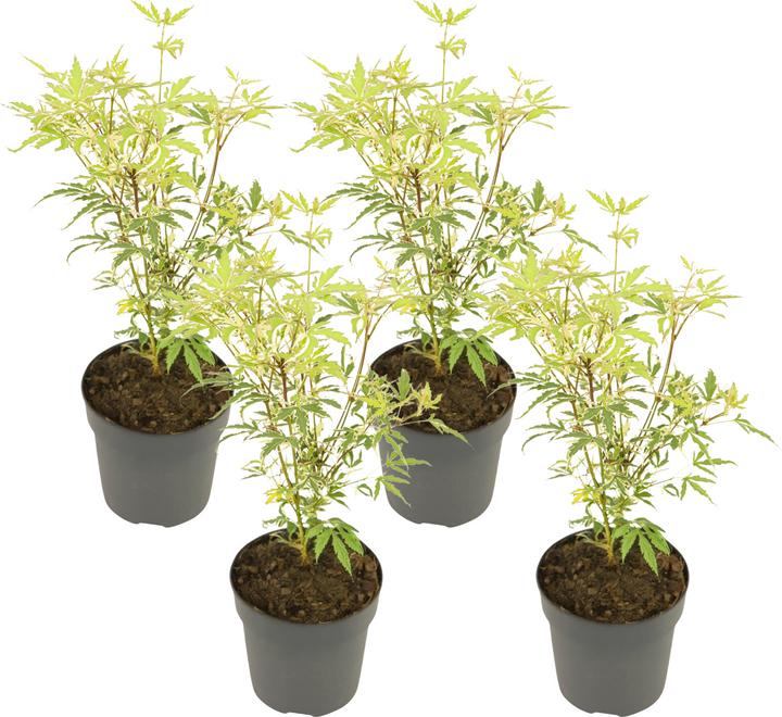 Actual product image Plant in a Box Acer palmatum 'Butterfly' - Maple tree (25 cm)