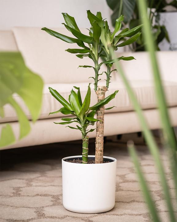 Image du produit feey Grosser Drachenbaum (80 cm, Fraîchement rempotés)