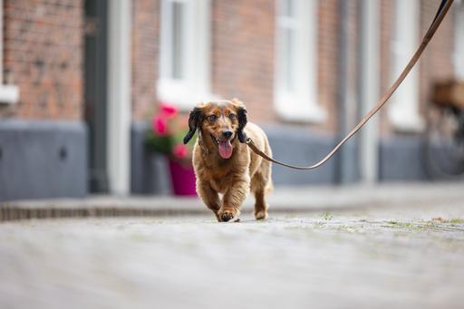 Actual product image Beeztees BZ BALACRON LEASH AX BRN 100X1 (Dog, General)