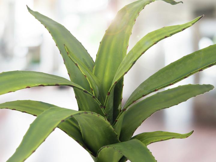 Produktbild Europalms Aloe (66 cm)