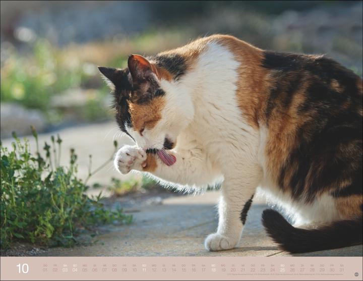 Produktbild Monika Wegler: Katzenkalender 2026 (44 x 34 cm)