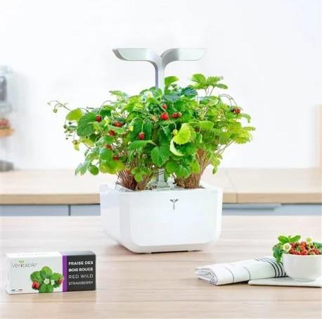 Immagine prodotto Véritable Lingot Wild Berry rosso BIO (Seme di frutta)