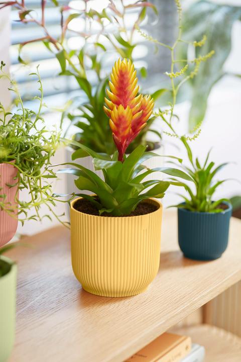 Produktbild Elho Vibes Fold (14 cm)