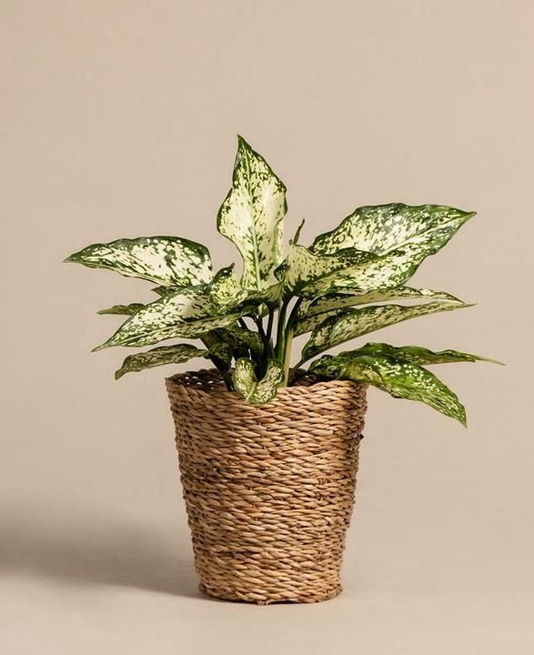 Actual product image feey Kesat (16 cm)
