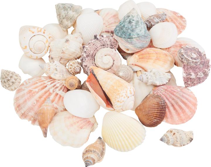 Produktbild Ambiance Technology Muscheln