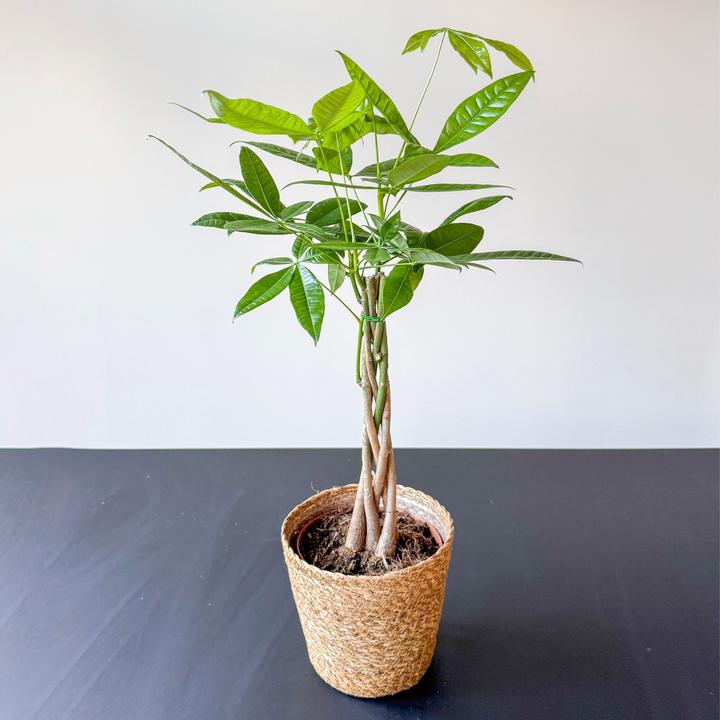 Produktbild Plant in a Box Pachira Aquatica - Geldbaum (60 cm)
