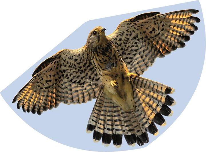 Produktbild Günther Flugspiele Falke