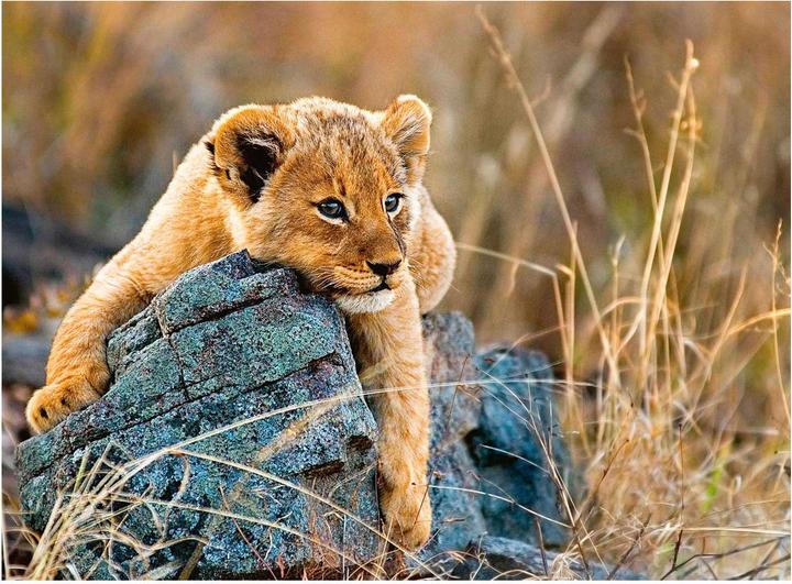 Immagine prodotto Ravensburger Piccolo leone (200 pezzi)