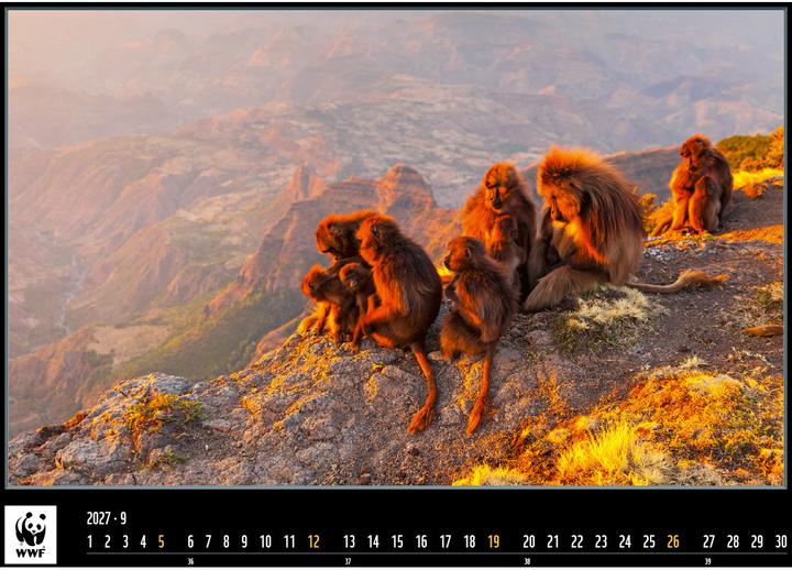 Produktbild WWF Kalender 2025
