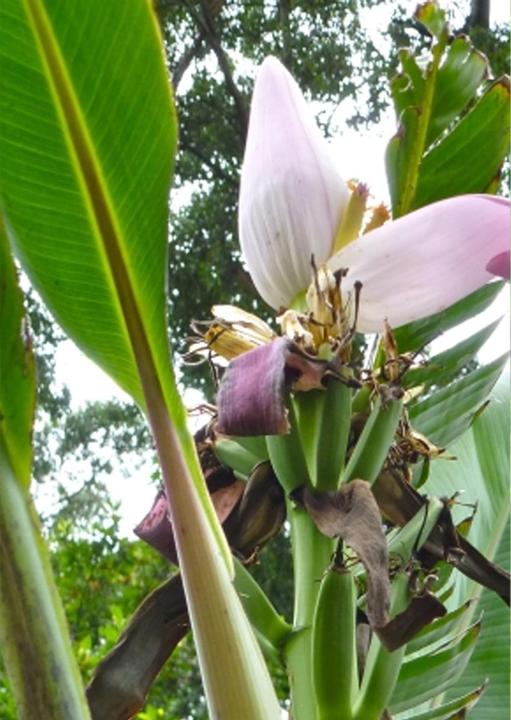 Produktbild Tropica Kenia Banane (Früchtesamen)