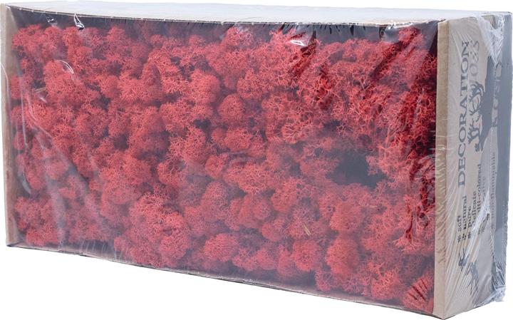 Actual product image Flowerbox Iceland moss