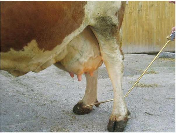 Immagine prodotto Kerbl Depilatore per mammelle PREVENTA con attacco per cartuccia di gas (Cane)