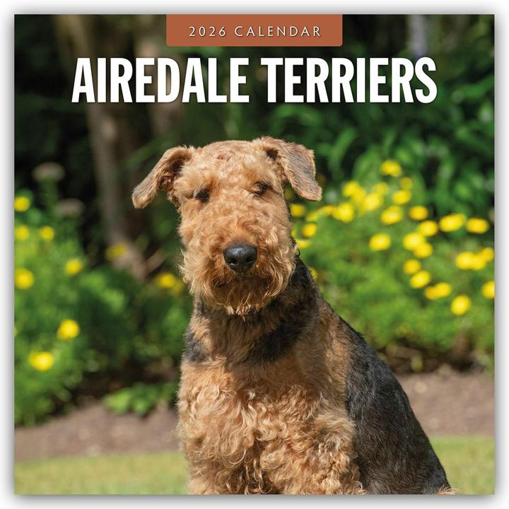 Produktbild Airedale Terriers 2026 Square Wall Calendar (30.5 x 30.5 cm)