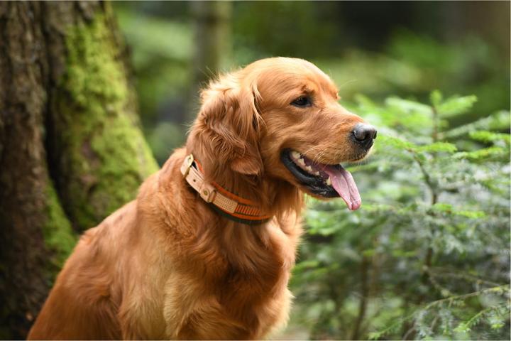 Immagine prodotto Niggeloh Collo di saldatura (XS, Cane, Lavoro)