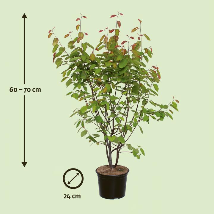 Immagine prodotto Zulauf Kupfer-Felsenbirne / Amelanchier lamarckii (70 cm)