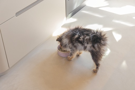 Actual product image Designed by Lotte Jace dog bowl (0.70 l)