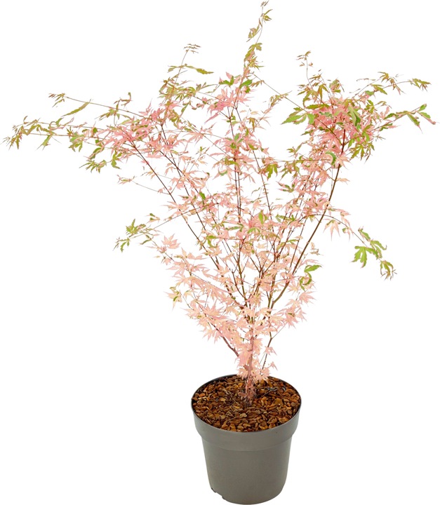 Produktbild Plant in a Box Acer Palmatum 'Taylor' - Ahorn Baum (50 cm)