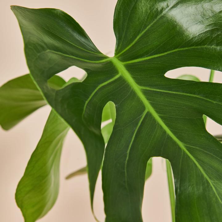 Immagine prodotto Mary and Plants Monstera (65 cm)