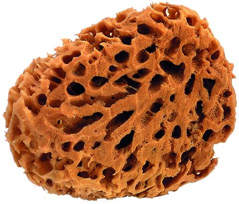 Actual product image Werkstarck Natural sponges (1 pcs.)