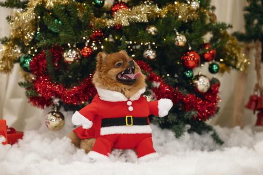 Produktbild Beeztees Weihnachtsmannkostüm (36, Hundepullover)