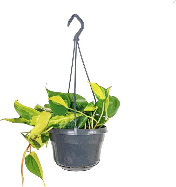 Plantlovers Philodendron Scandens Brasil (Baumfreund) - buy at Galaxus -  Galaxus