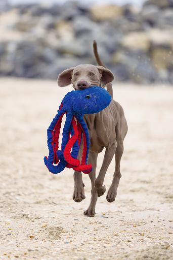 Immagine prodotto Beeztees Polpo Amy (Cane di peluche)