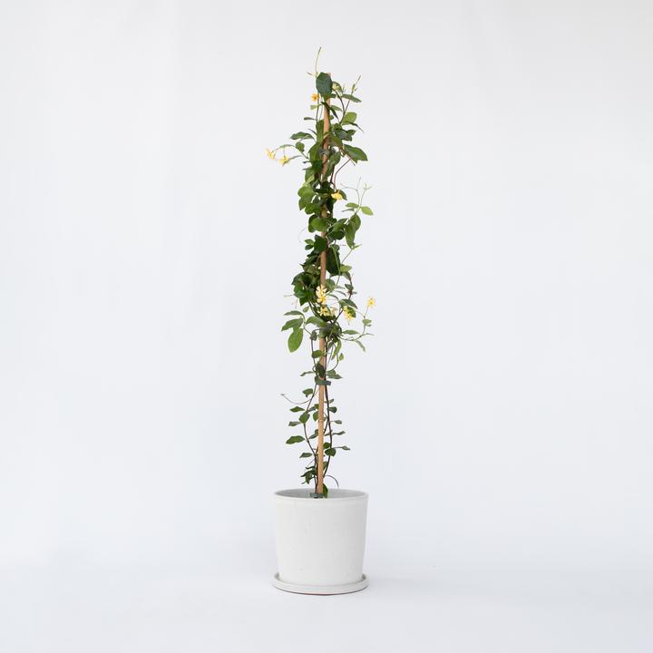 Actual product image Plant in a Box Trachelospermum jasminoides Star of Toscane - Star jasmine (110 cm)