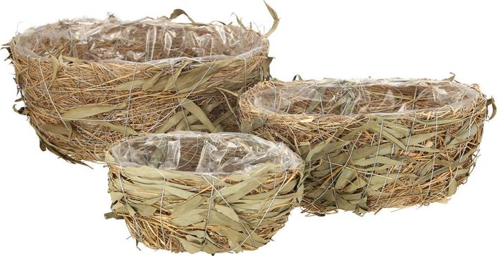 bambus gronau Wuchernder Bambus Goldrohrbambus kaufen | Phyllostachys aurea -  Goldrohrbambus