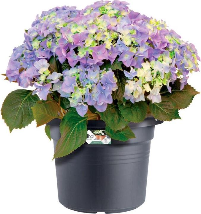 Produktbild Elho Green Basics (64 x 49 cm)