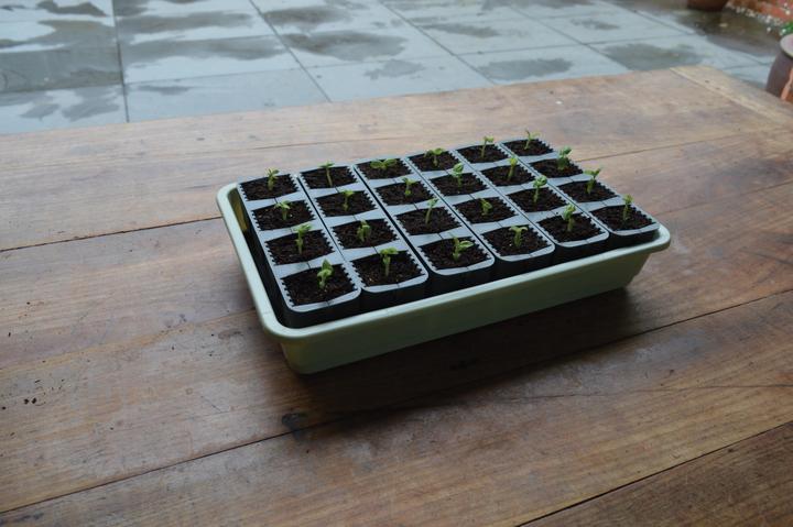 Image du produit Garland Saatgut Startert-Set, 24er Tray