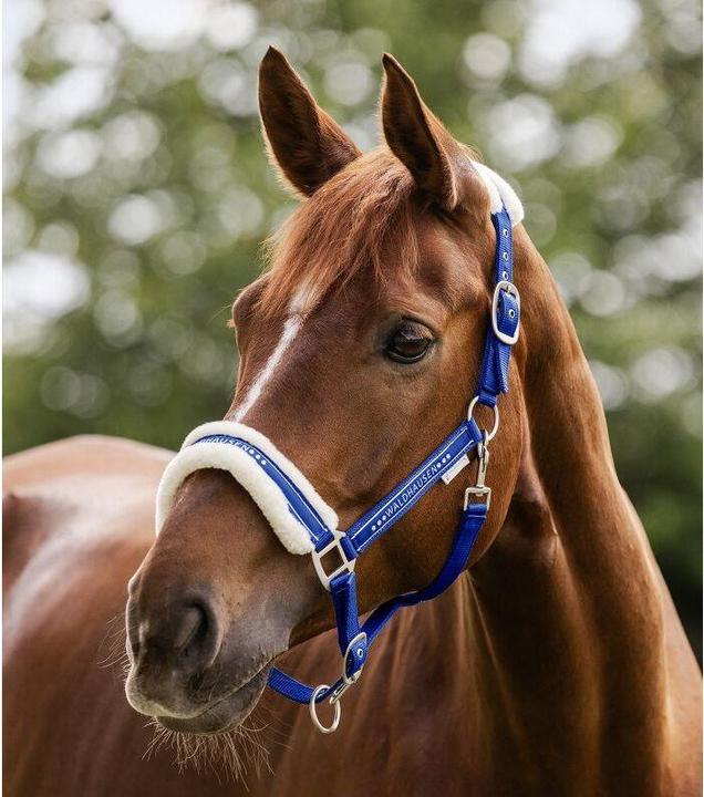 Produktbild Waldhausen Eleganter Halfter
