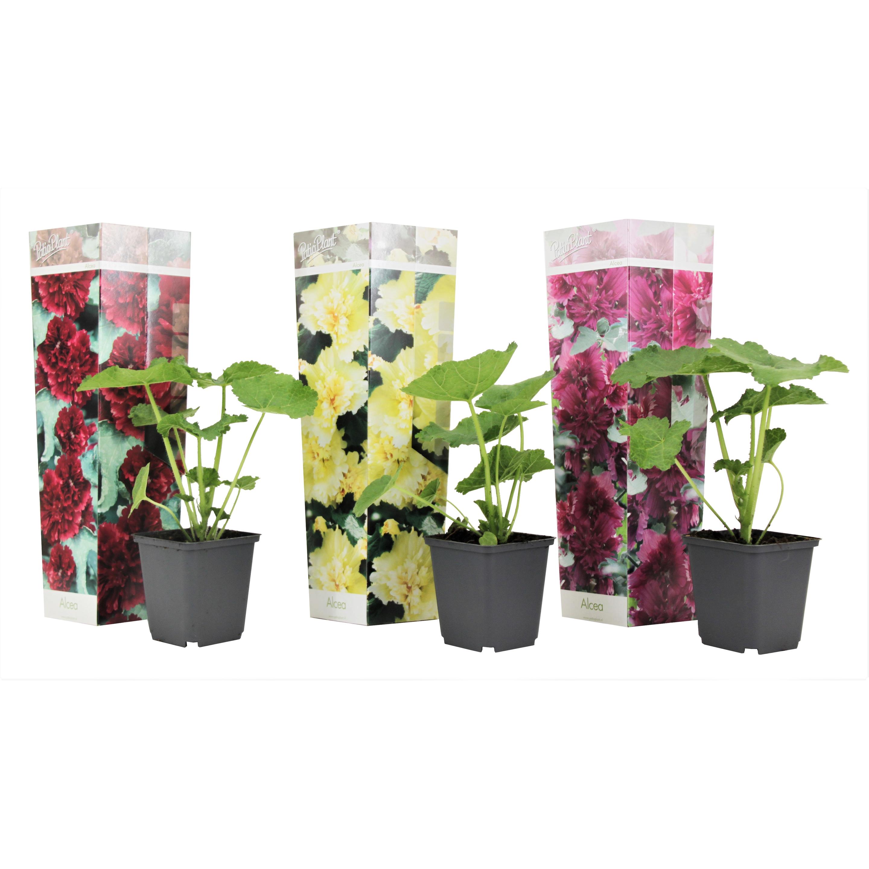 Thumbnail - Plant in a Box, Pflanzen, Alcea rosea 'Spring celebrities' Crimson red, lemon, purple - 3er Mischung (25 cm)