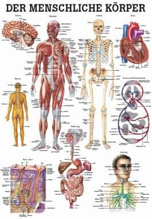 Image du produit Rüdiger Planche anatomique Le corps humain Allemand (70 x 70 cm)