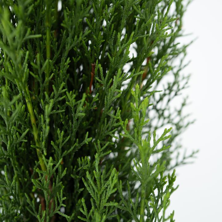 Produktbild Plant in a Box Cupressus sempervirens totem - 2er Set Toskanische Zypresse (80 cm)