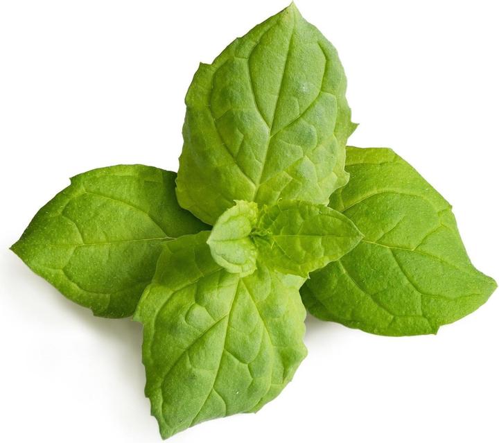 Immagine prodotto Véritable Menta marocchina (Semi di erbe)