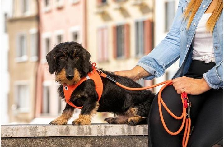 Productafbeelding Curli Harnas Vest Air-Mesh M, Licht-Tan (M, Hond, Algemeen)