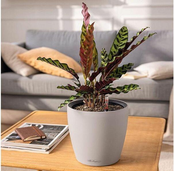 Actual product image Lechuza Classico Colour (43 x 43 x 39 cm)