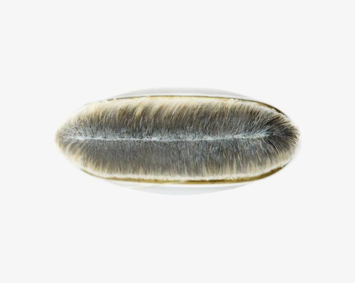 Actual product image MAC Cosmetics 190 Foundation Brush (Foundation)
