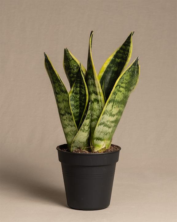 Produktbild feey Schwiegermutterzunge (15 cm, Frisch umgetopft)