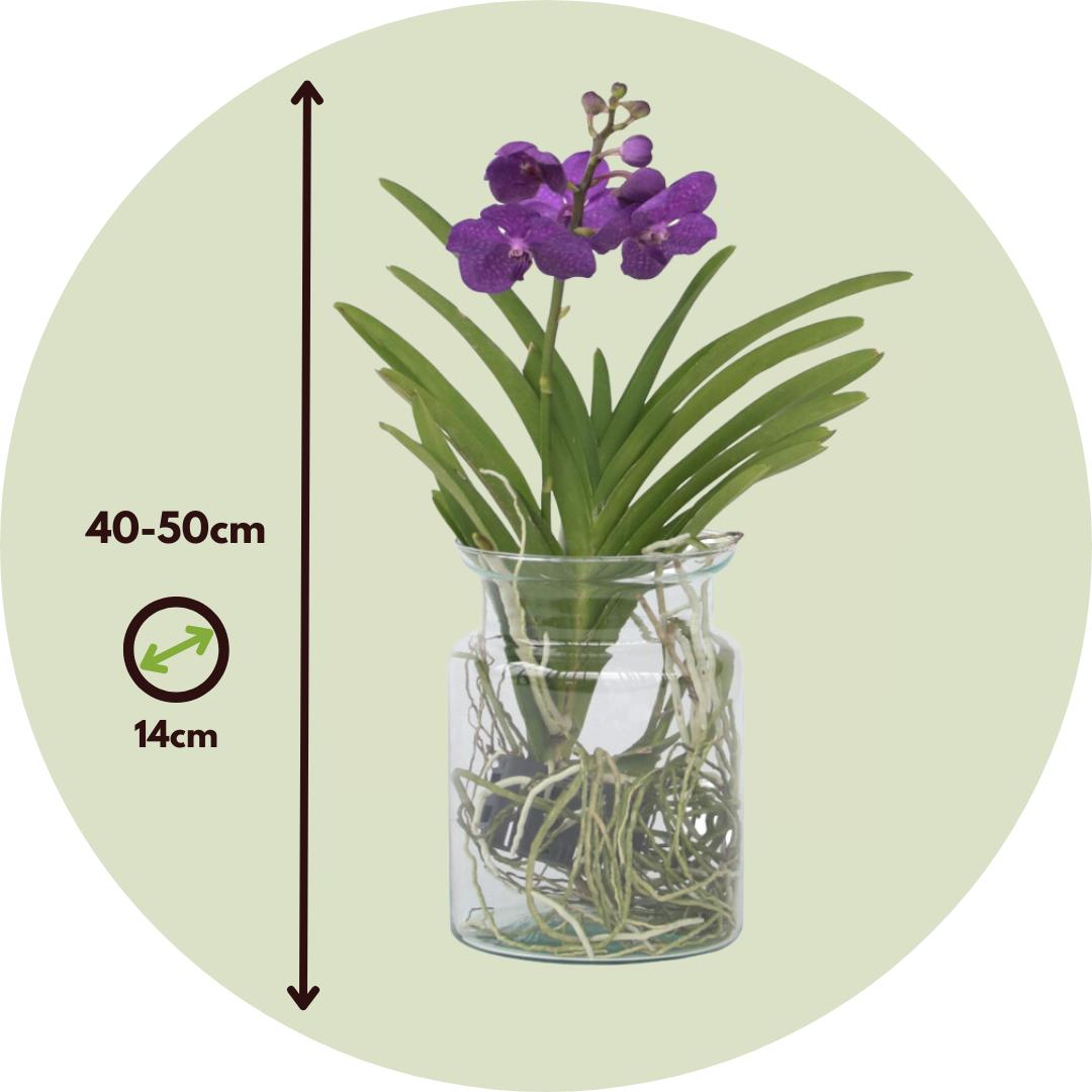 Thumbnail - Plant in a Box, Pflanzen, Vanda 'Blue' - Orchidee (45 cm)