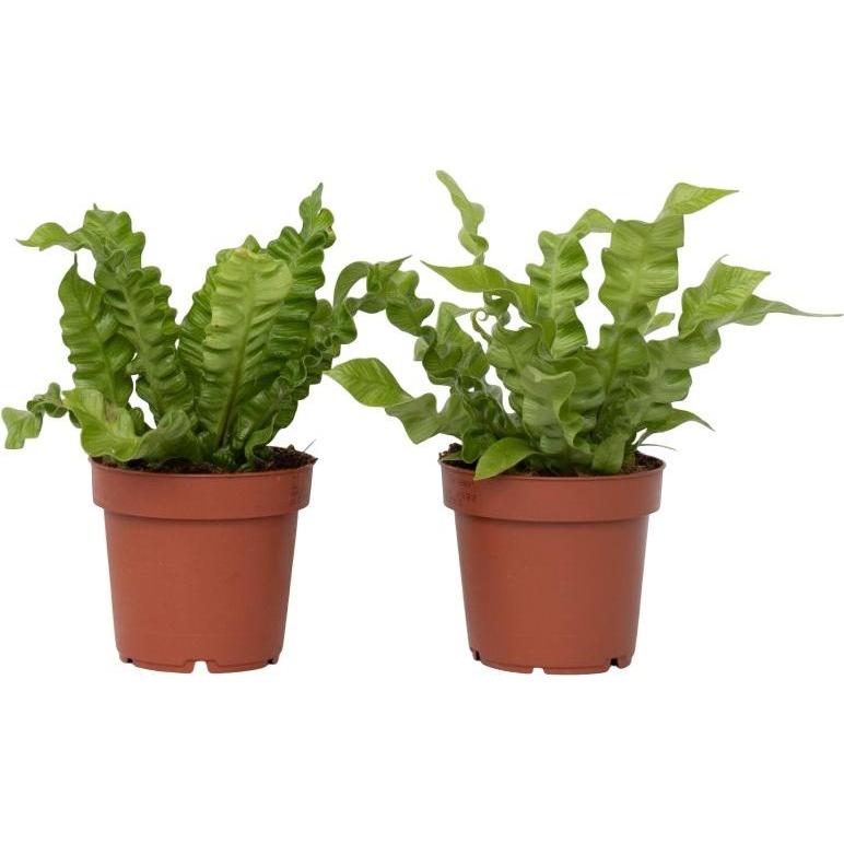 Plant in a Box, Pflanzen, Asplenium nidus 'Crispy Wave' - 2er Set Gekräuselte Vogelnestfarn (25 cm)