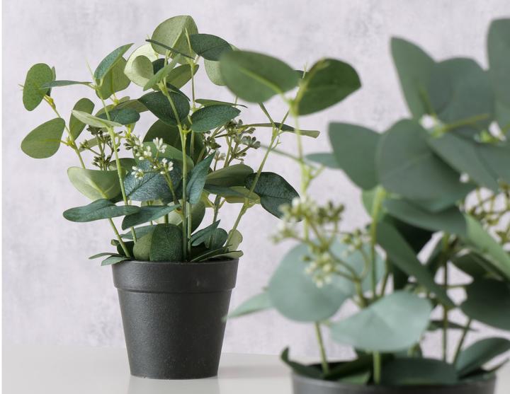 Image du produit Boltze Home Eucalyptus (30 cm)