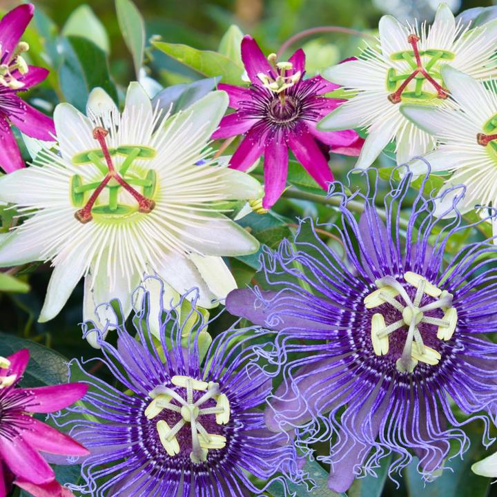 Immagine prodotto Plant in a Box Passiflora hybridum 'Avalanche', Passiflora hybridum 'Pura Vida', Passiflora hybridum 'Purple Haze' (25 cm)