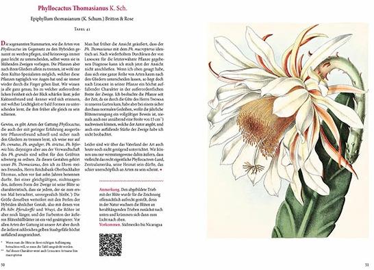 Image du produit Cactus en fleurs (2.50 cm)