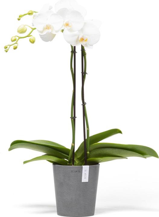Produktbild Ecopots Morinda (14 cm)