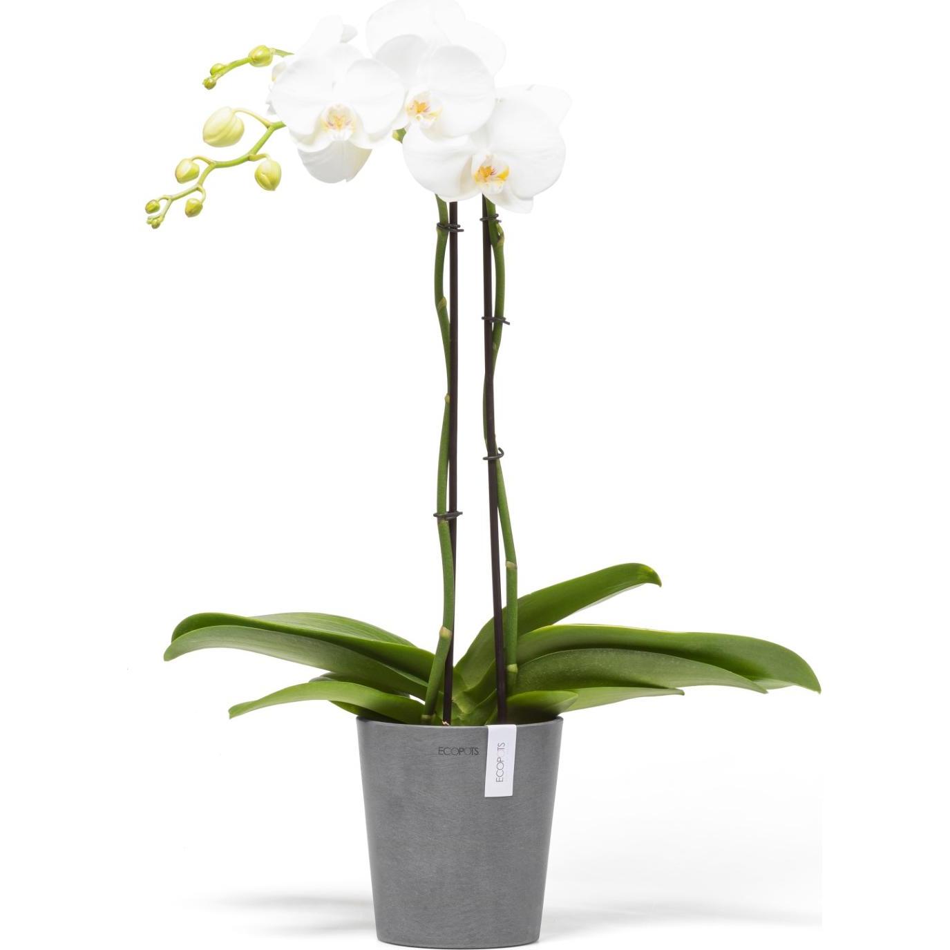 Thumbnail - Ecopots, Blumentopf, Morinda (14.20 cm)