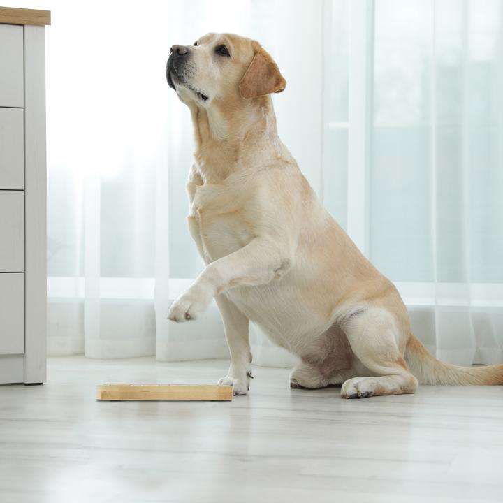 Actual product image Relaxdays Intelligence toys (Intelligence toy dog)