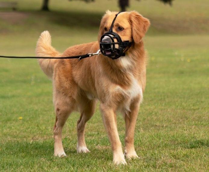 Image du produit Company of Animals Muselière Ultra Muzzle taille 2 (2, Chien, Général)